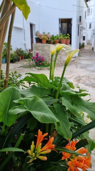 Casa Francisca En El Casco Antiguo Villa Vejer de la Frontera Eksteriør billede